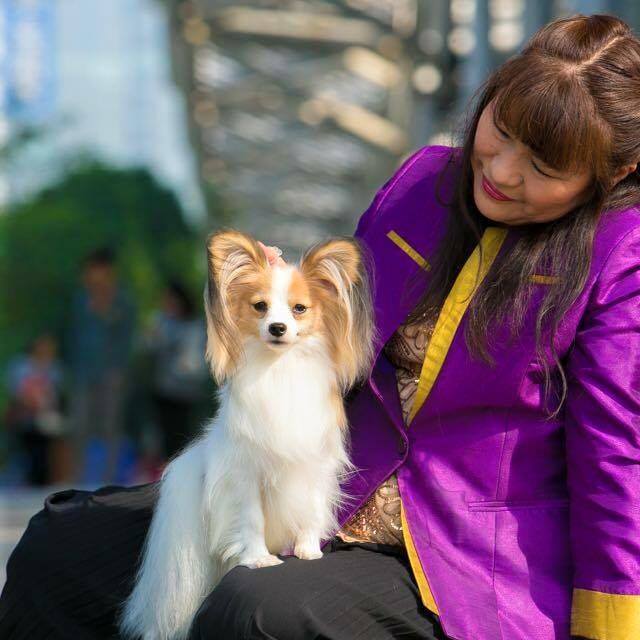 パピヨン最高級血統