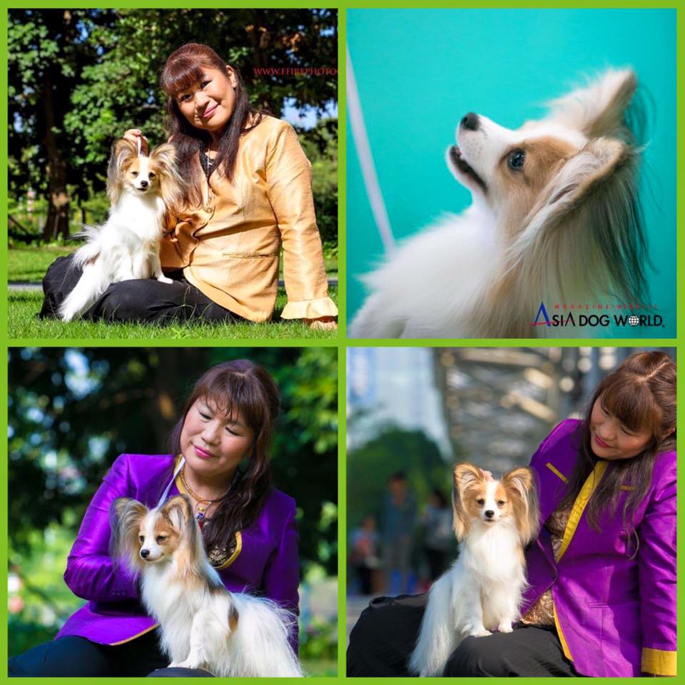 パピヨン最高級血統