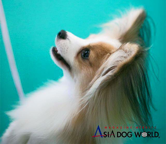 最高級血統パピヨン