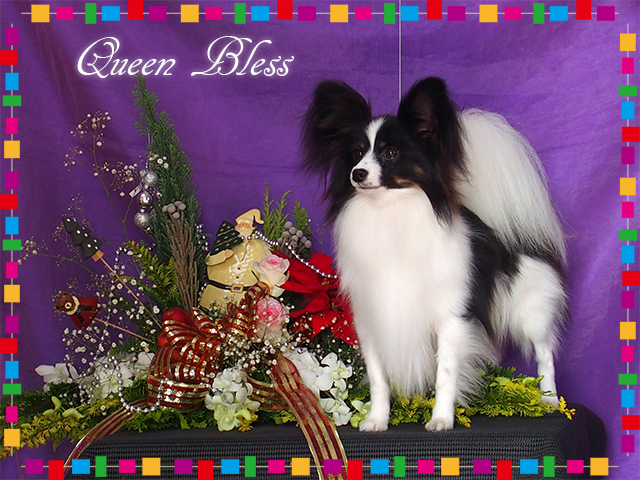 最高級パピヨン