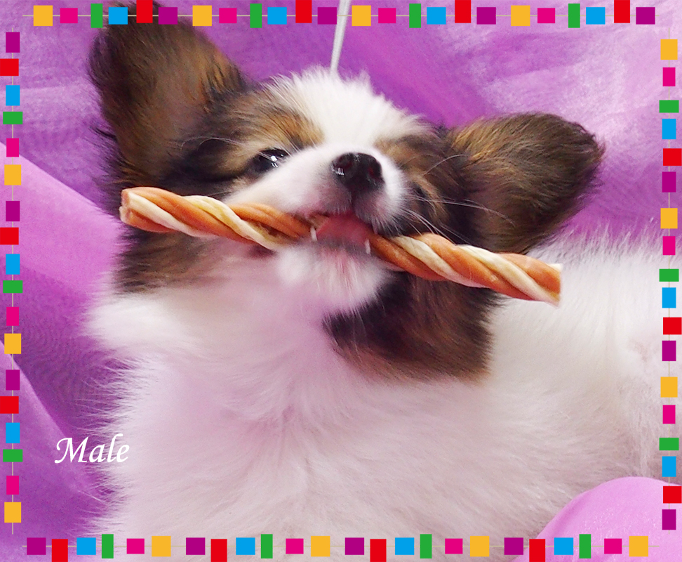 パピヨン子犬