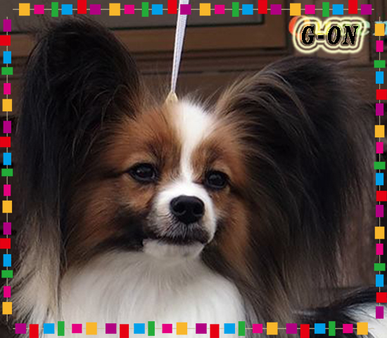 パピヨン子犬の異父兄 MultiCh G-On