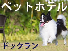 犬猫ペットホテル