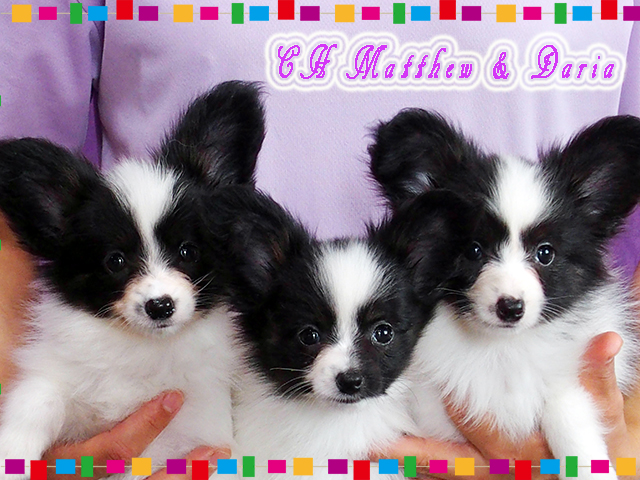 Papillon Puppy Daria pups