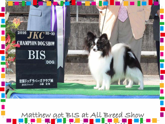 BIS All Breed Dog Show Papillon #Matthew