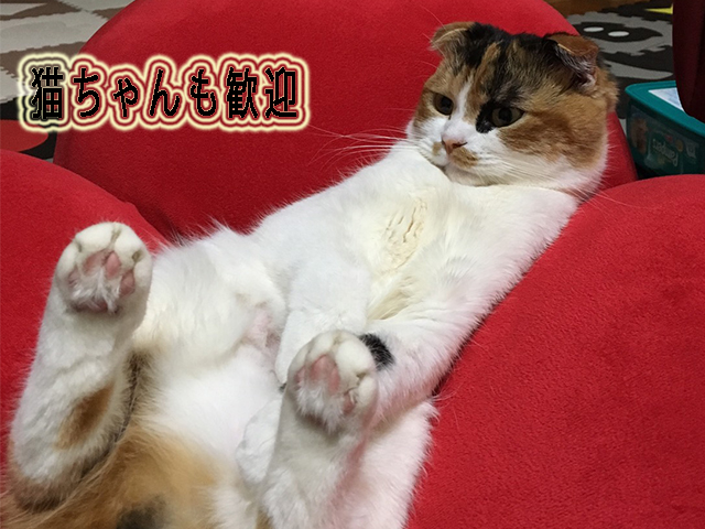 猫シャンプー トリミング美容室