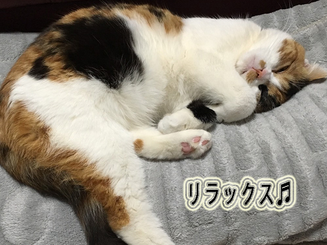 三重県四日市市 猫ペットホテル
