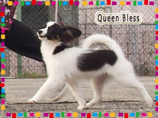 Papillon Puppy Daria pup