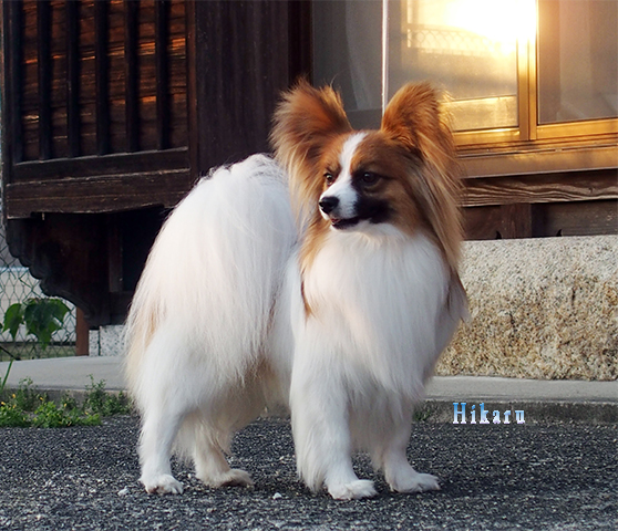 パピヨン子犬の父犬 光