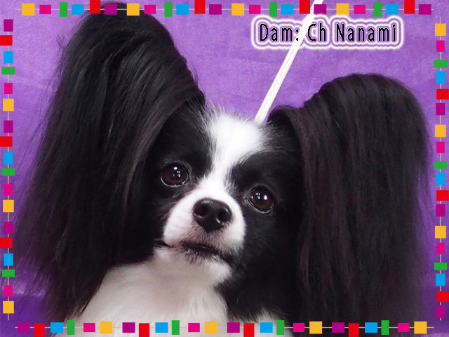 パピヨン子犬の母犬 Ch.ななみ