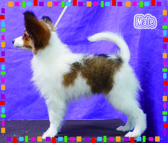 パピヨン子犬 白茶 男の子