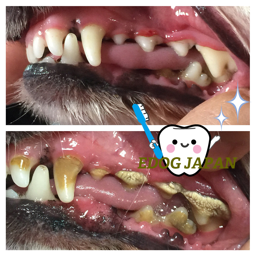 ブログ パピヨンのトップブリーダー