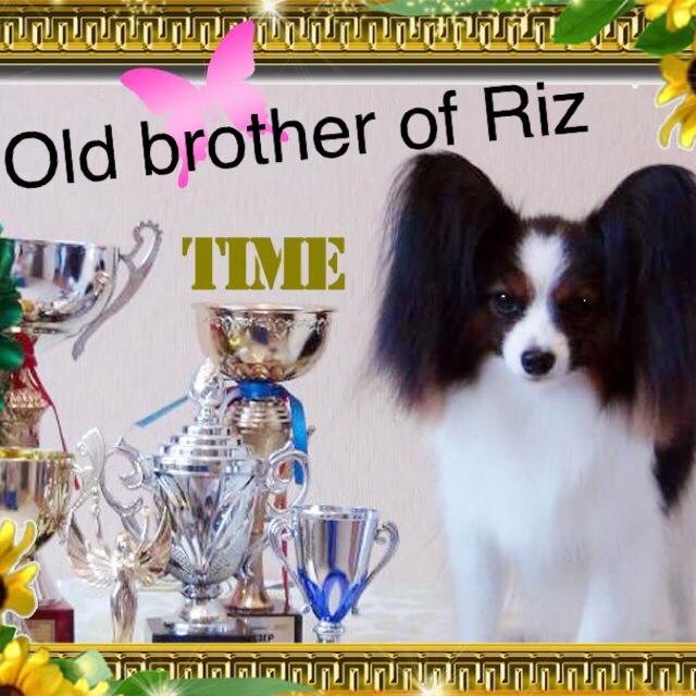 パピヨン　チャンピオン