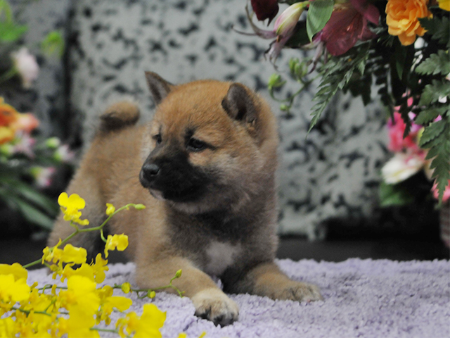 柴犬子犬 女の子