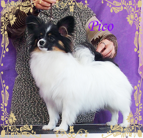 パピヨン パピヨン子犬 パピヨンブリーダー
