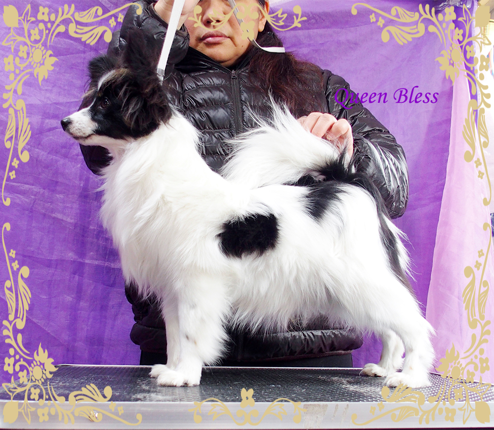 パピヨンブリーダー