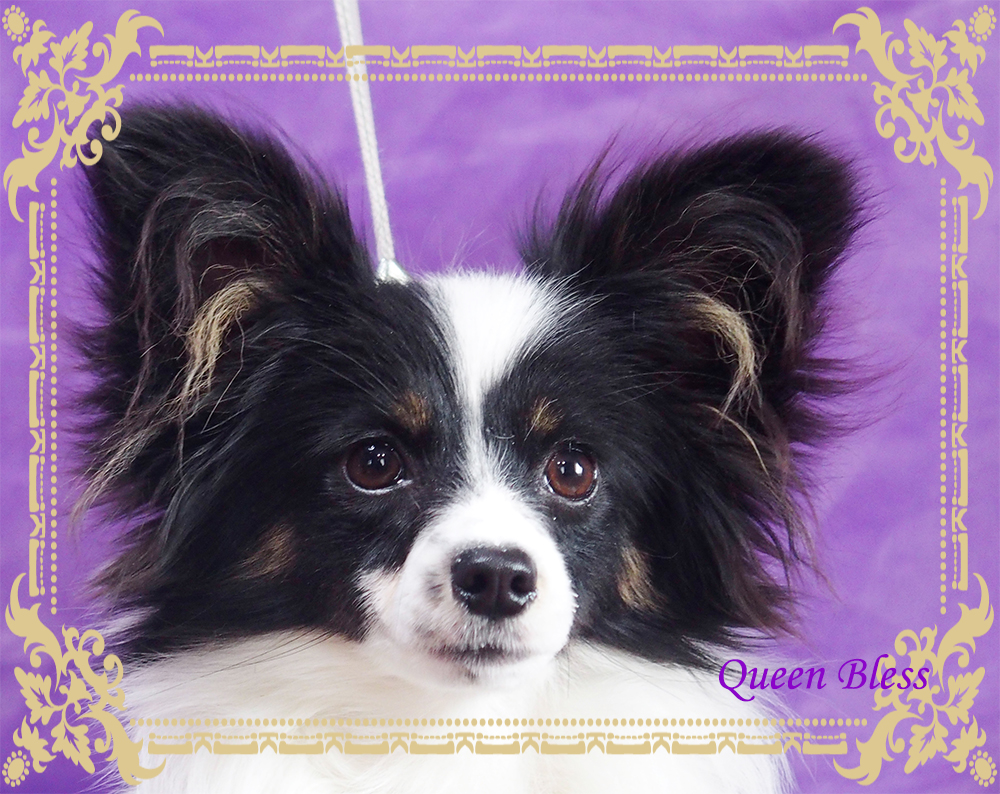 パピヨンブリーダー