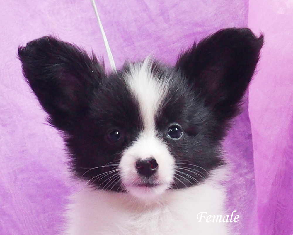 パピヨン子犬