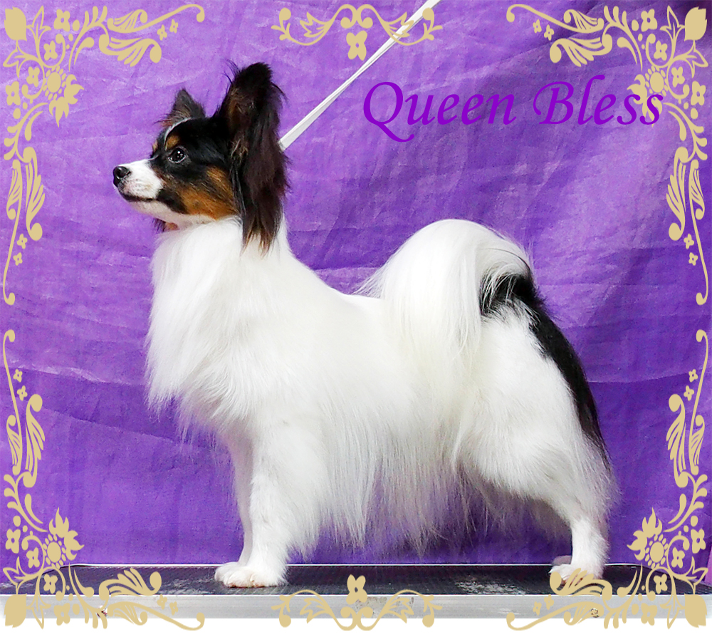 パピヨンブリーダー