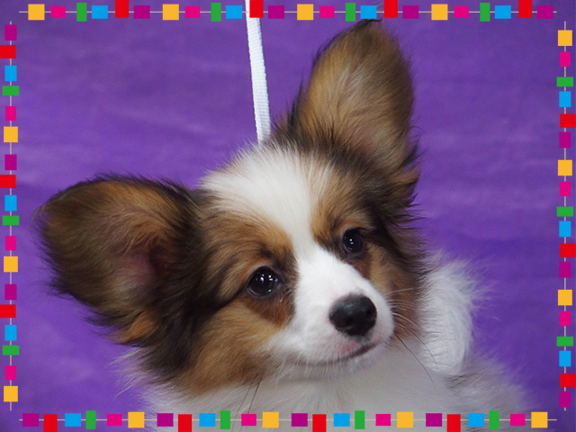 パピヨン子犬 白茶
