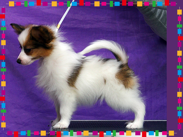 パピヨン子犬 白茶