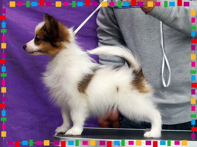 パピヨン子犬 白茶