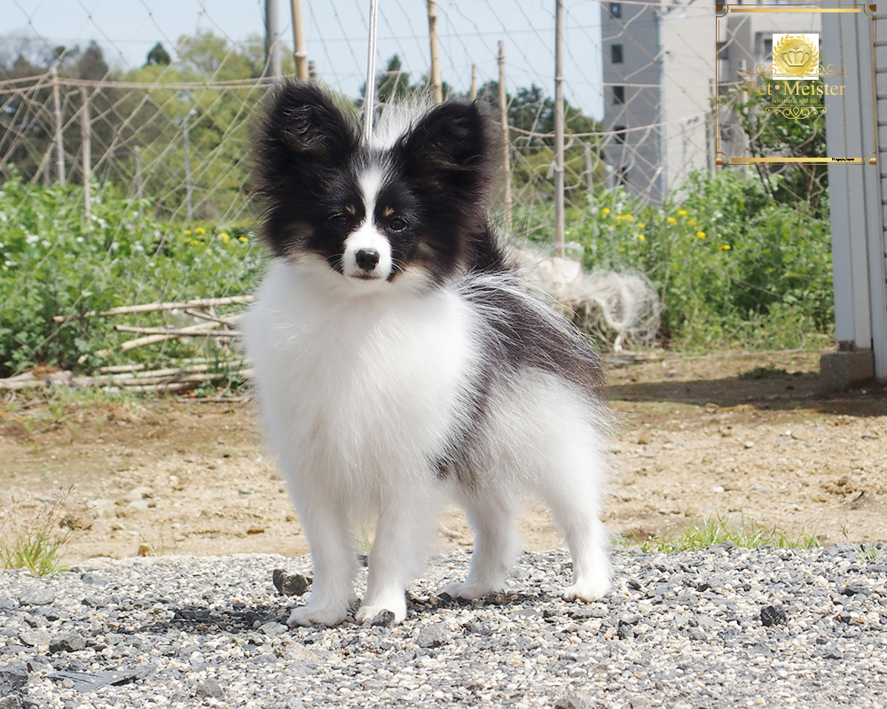 パピヨン子犬