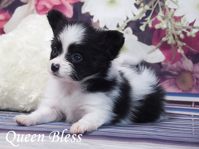 パピヨン子犬　男の子