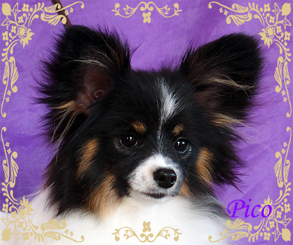 パピヨン子犬 パピヨンブリーダー パピヨン
