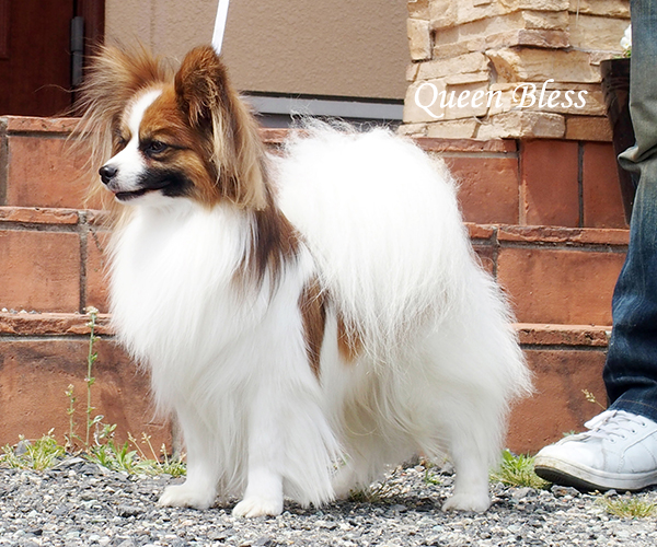 パピヨン子犬の父系