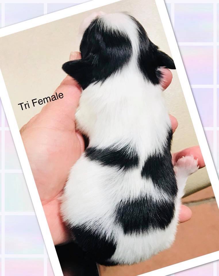 パピヨン子犬 女の子