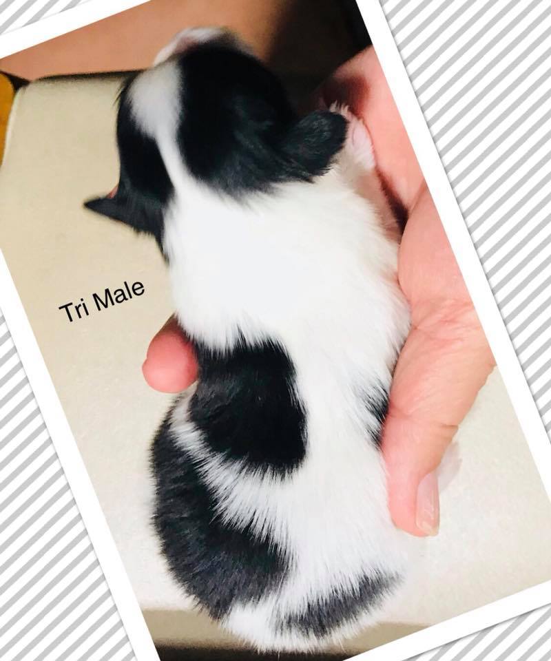 パピヨン子犬 男の子
