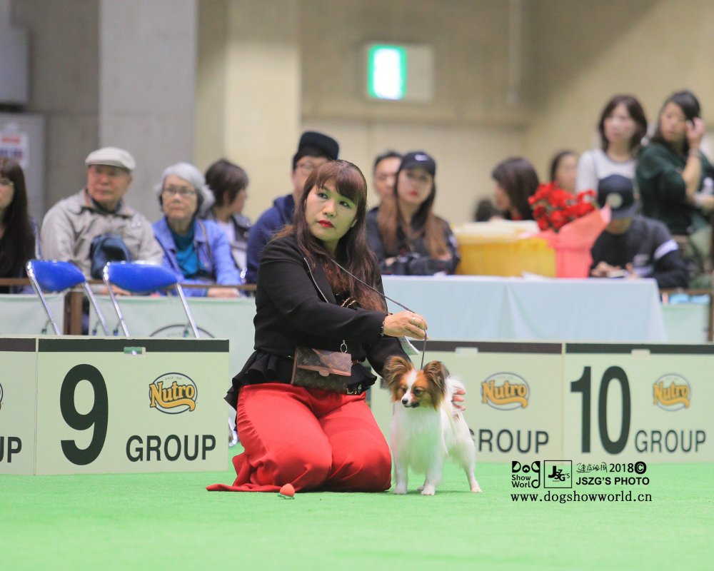 パピヨン子犬