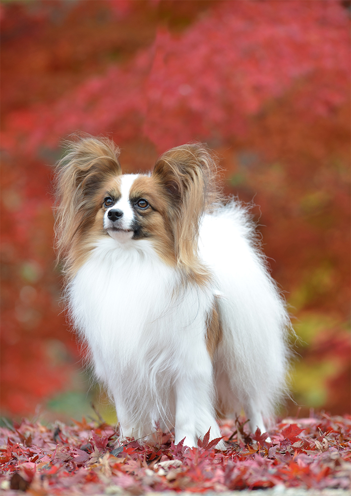 パピヨン　犬