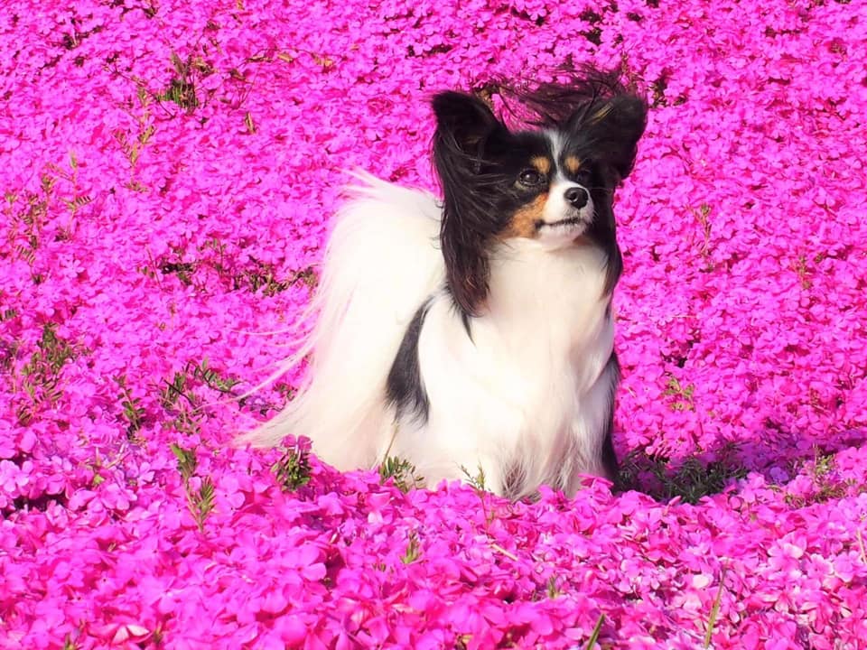 日本一　パピヨン犬