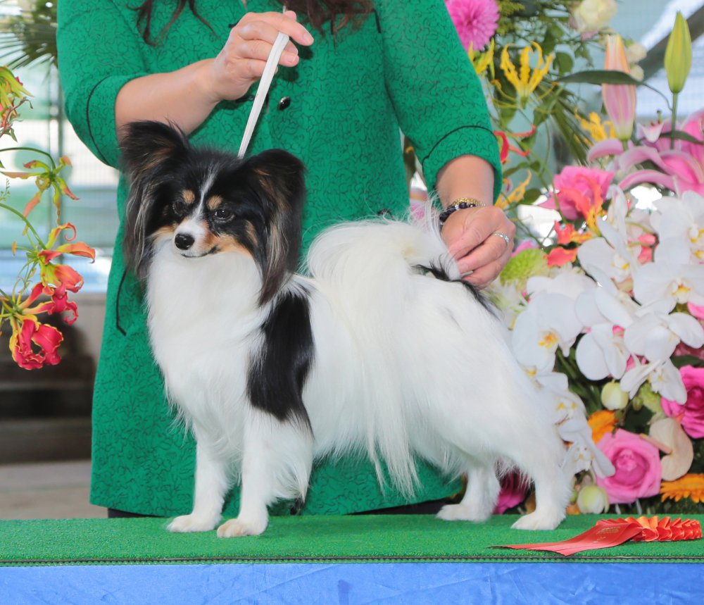 パピヨン犬