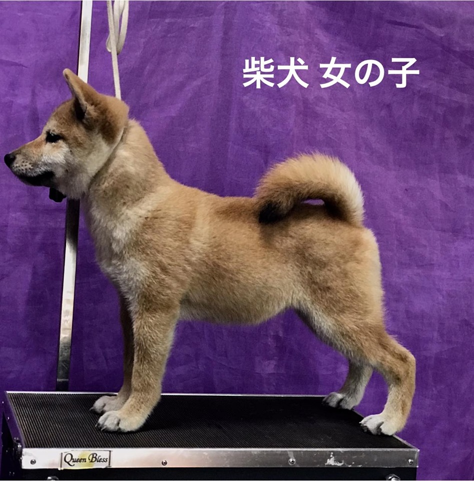 柴犬子犬