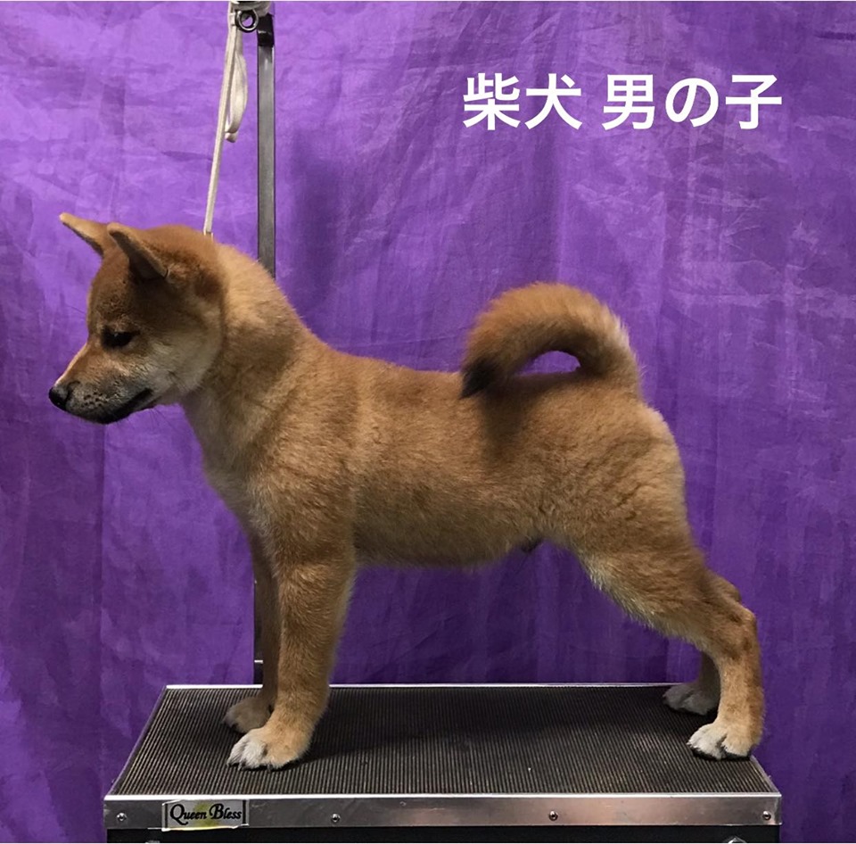 柴犬子犬