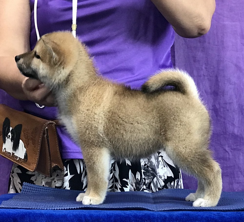 柴犬子犬販売