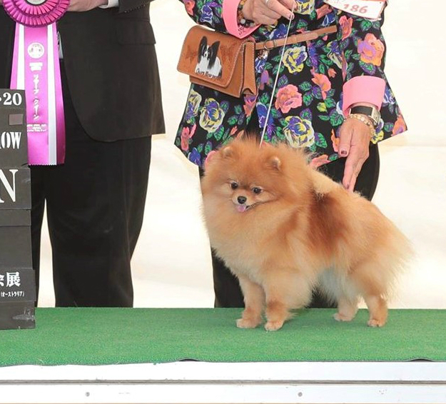 ポメラニアンショードッグ