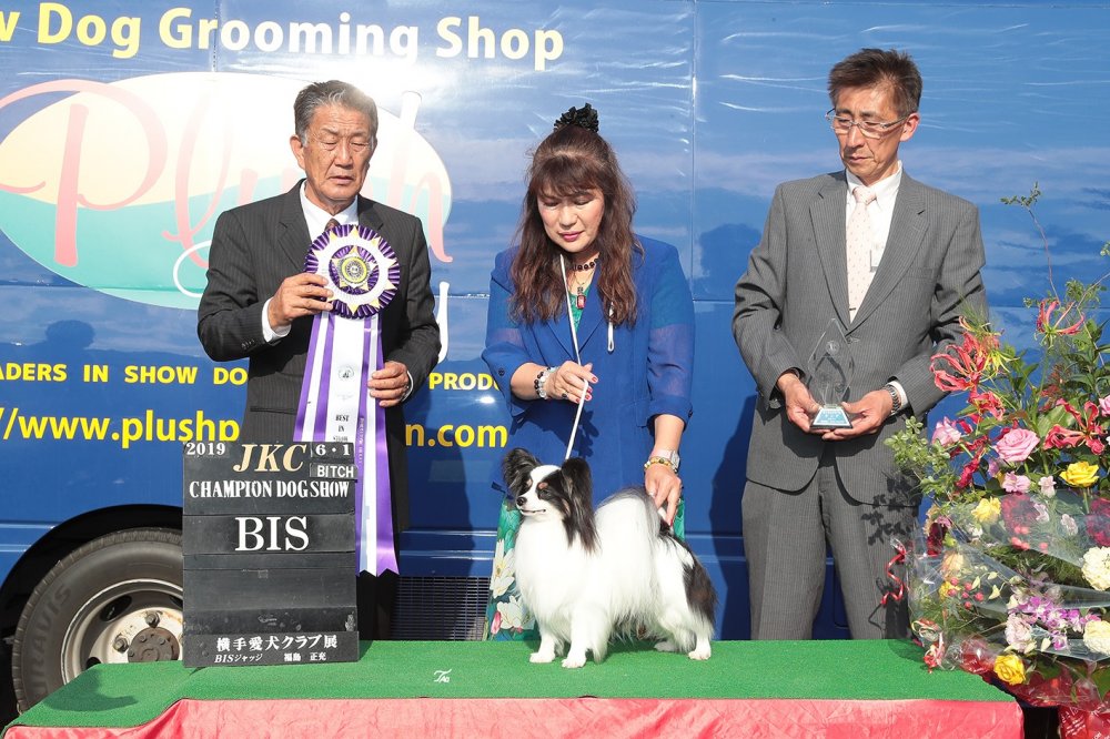 パピヨン犬 日本一