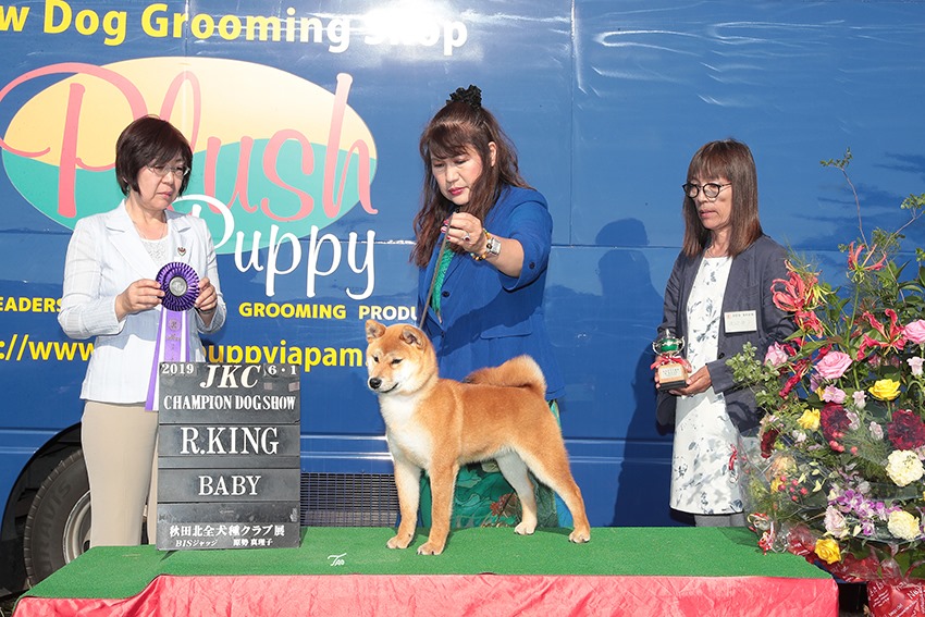 柴犬 ショードック