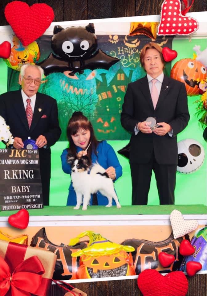 JKCドッグショー