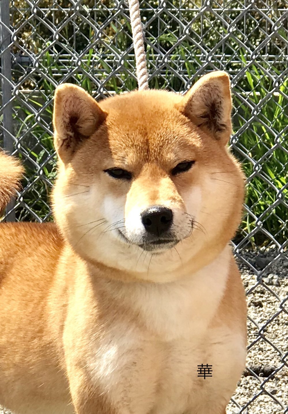 柴子犬 母親