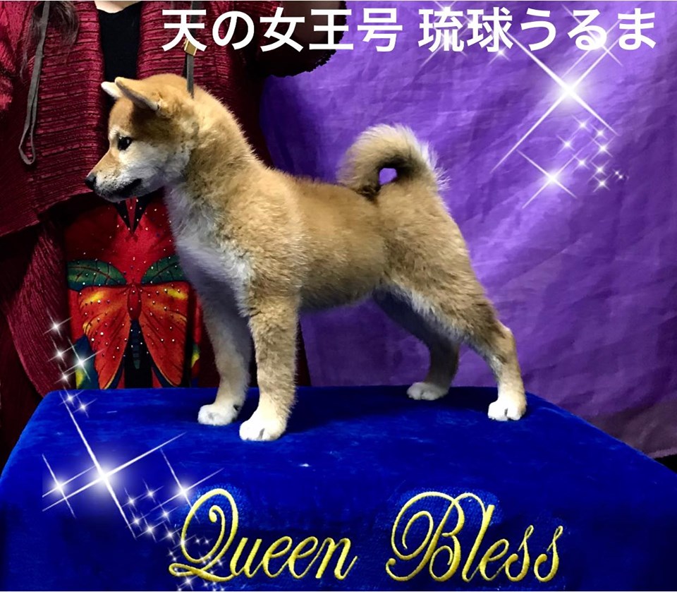 柴犬子犬