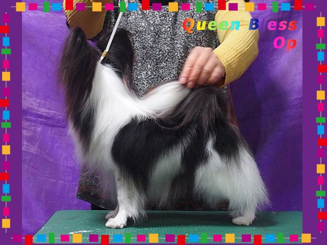 パピヨン子犬の父犬