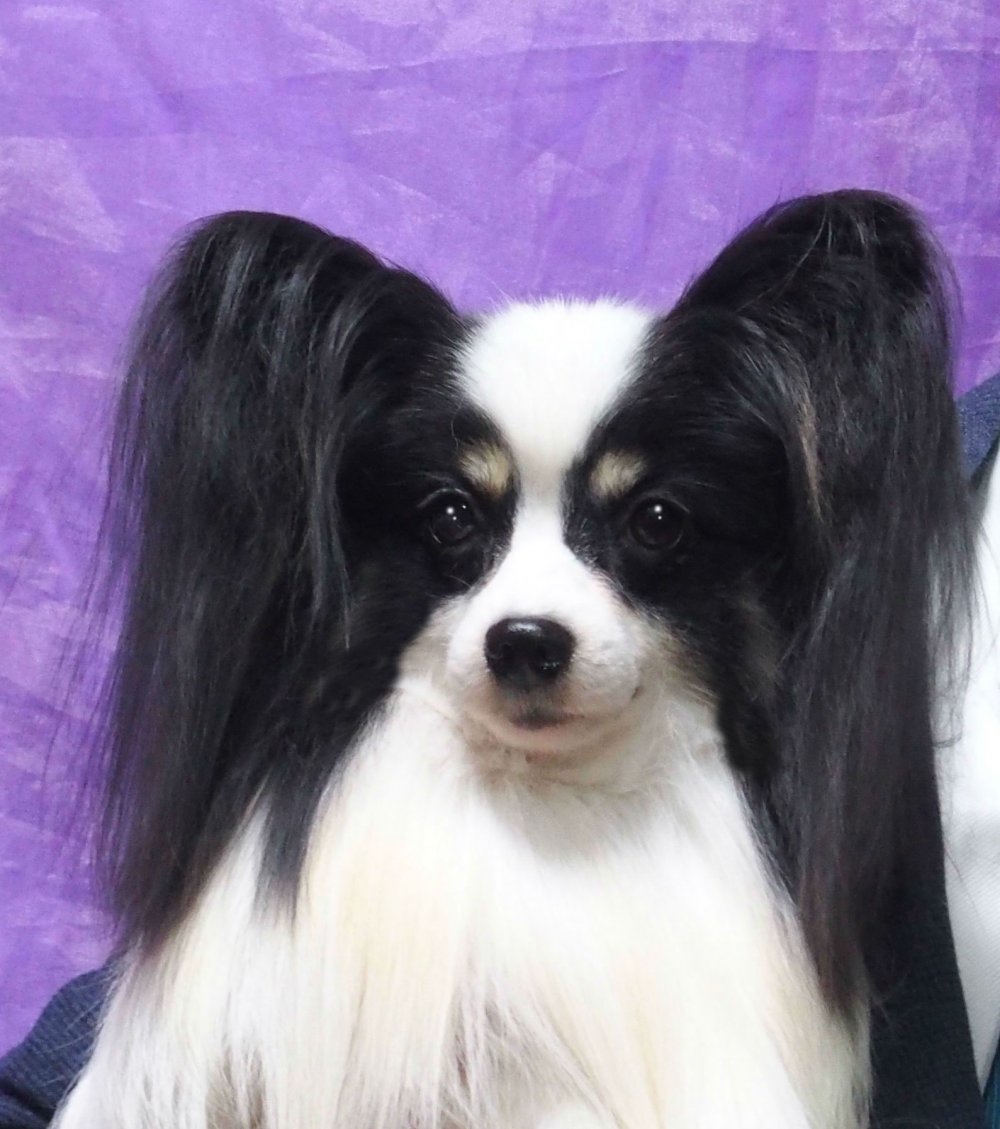 パピヨン チャンピオン犬