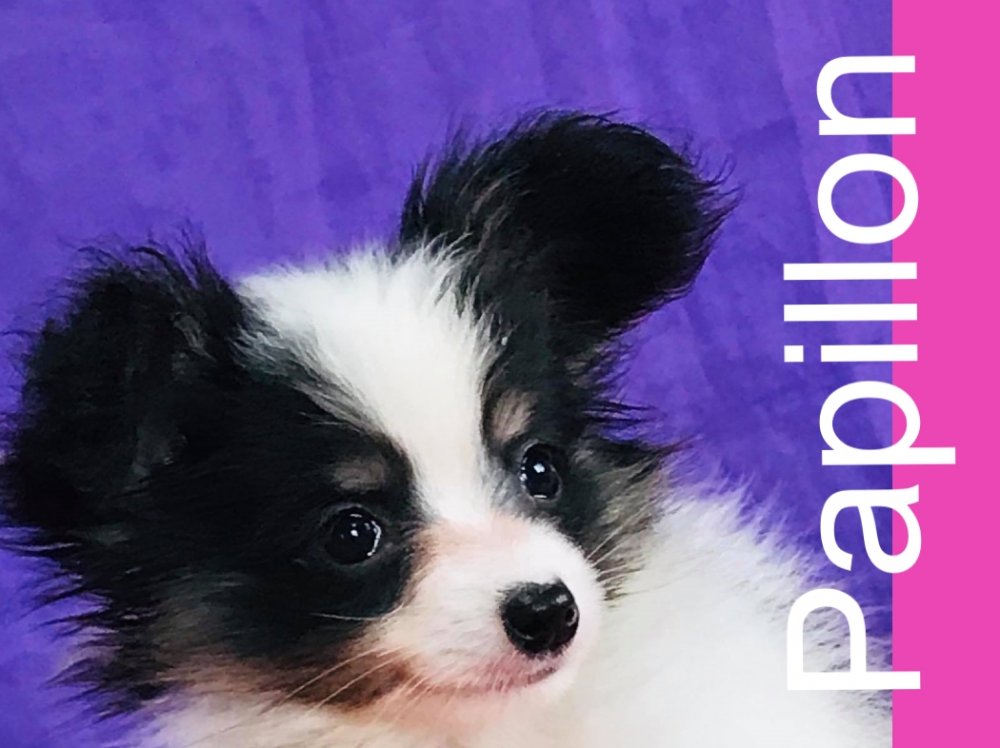 パピヨン子犬