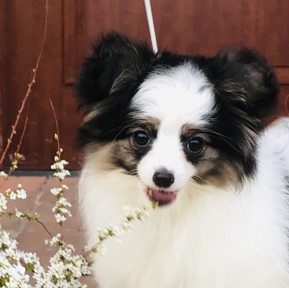 スーパーベビーパピヨン子犬パピヨンのトップブリーダー