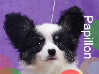 パピヨン子犬　男の子